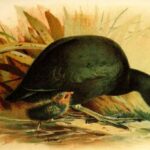 Щодо проведення обласного етапу Всеукраїнського конкурсу «Птах року 2026: Лиска»