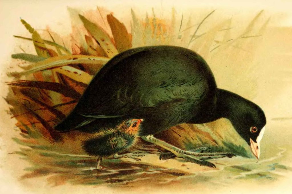 Щодо проведення обласного етапу Всеукраїнського конкурсу «Птах року 2026: Лиска»