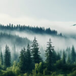 Про проведення Всеукраїнської науково-практичної конференції «Відтворимо ліси разом»