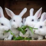 Підведено підсумки Всеукраїнського конкурсу «Кролик»!